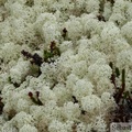 Lichens, White Pass area, Klondike Highway, Yukon