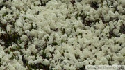 Lichens, White Pass area, Klondike Highway, Colombie Britannique