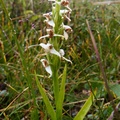 Platanthera sp., Summit Creek, White Pass area, Colombie Britannique