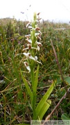 Platanthera sp., Summit Creek, White Pass area, Colombie Britannique