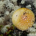 Champignon, Amanite ???, Summit Creek, White Pass area, Colombie Britannique