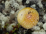 Champignon, Amanite ???, Summit Creek, White Pass area, Colombie Britannique