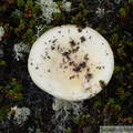 Champignon, Summit Creek, White Pass area, Colombie Britannique