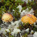 Champignon, Amanite ???, Summit Creek, White Pass area, Colombie Britannique