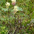 Castilleja sp., Paintbrush, Summit Creek, White Pass area, Colombie Britannique, Canada