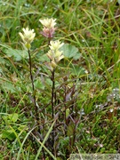 Castilleja sp., Paintbrush, Summit Creek, White Pass area, Colombie Britannique, Canada