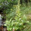 Veratrum viride, Green False Hellebore, Vérâtre vert, Summit Creek, White Pass area, Colombie Britannique, Canada