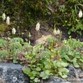 Sanguisorba sp., Sitka burnet, Sanguisorbe, Summit Creek, White Pass area, Colombie Britannique, Canada