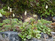 Sanguisorba sp., Sitka burnet, Sanguisorbe, Summit Creek, White Pass area, Colombie Britannique, Canada