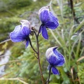 Aconitum delphiniifolium, Mountain Monkshood, Aconit, Summit Creek, White Pass area, Colombie Britannique, Canada