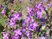 Epilobium angustifolium, Fireweed, Épilobe à feuilles étroites, Golden Horn, Whitehorse, Yukon, Canada