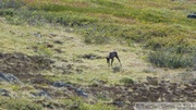 Rangifer tarandus, Caribou, Golden Horn, Whitehorse, Yukon, Canada