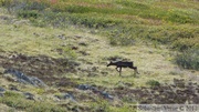 Rangifer tarandus, Caribou, Golden Horn, Whitehorse, Yukon, Canada