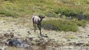 Rangifer tarandus, Caribou, Golden Horn, Whitehorse, Yukon, Canada