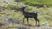 Rangifer tarandus, Caribou, Golden Horn, Whitehorse, Yukon, Canada