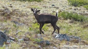 Rangifer tarandus, Caribou, Golden Horn, Whitehorse, Yukon, Canada