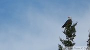 Haliaeetus leucocephalus, Bald eagle, Pygargue à tête blanche, Teslin River, Yukon, Canada