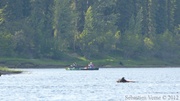 Ursus americanus, Ours noir, Black Bear, Teslin River, Yukon, Canada