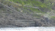 Ursus americanus, Ours noir, Black Bear, Teslin River, Yukon, Canada