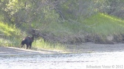 Ursus americanus, Ours noir, Black Bear, Teslin River, Yukon, Canada