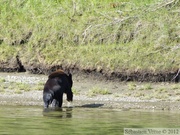 Ursus americanus, Ours noir, Black Bear, Teslin River, Yukon, Canada