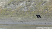 Ursus americanus, Ours noir, Black Bear, Teslin River, Yukon, Canada