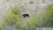 Ursus americanus, Ours noir, Black Bear, Teslin River, Yukon, Canada