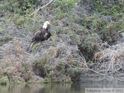 Haliaeetus leucocephalus, Bald eagle, Pygargue à tête blanche, Teslin River, Yukon, Canada