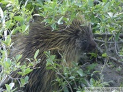 Erethizon dorsatum, American Porcupine, Porc-épic d'Amérique, Teslin River, Yukon, Canada