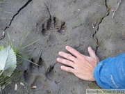 Empreintes de loup, Wolf tracks, Canis lupus, Teslin River, Yukon, Canada