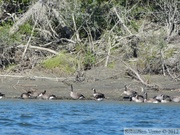 Branta canadensis, Bernaches du Canada, Canada goose, Teslin river, Yukon, Canada