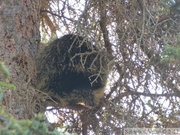 Erethizon dorsatum, American Porcupine, Porc-épic d'Amérique, Teslin River, Yukon, Canada