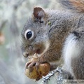 Tamiasciurus hudsonicus, Red squirrel, Écureuil roux, Teslin River, Yukon, Canada