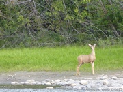 Odocoileus hemionus, Mule deer, Cerf mulet, femelle, Teslin River, Yukon, Canada