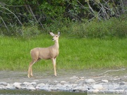 Odocoileus hemionus, Cerf mulet, Mule deer