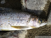 Thymallus arcticus, Grayling, Ombre arctique, Teslin River, Yukon, Canada