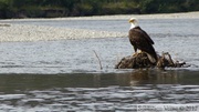 Haliaeetus leucocephalus, Bald eagle, Pygargue à tête blanche, Teslin River, Yukon, Canada