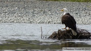 Haliaeetus leucocephalus, Bald eagle, Pygargue à tête blanche, Teslin River, Yukon, Canada