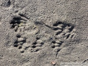 Traces de ???? Teslin River, yukon, Canada