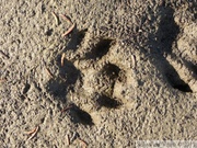 Traces de ????, Teslin River, yukon, Canada