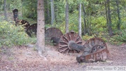 Shipyard Island, Hootalinqua, Yukon River, Yukon, Canada