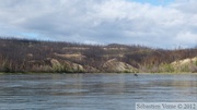 Forêt brûlée, Yukon River, Yukon, Canada