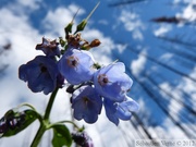 Mertensia paniculata, Tall bluebells,  Mertensie paniculée, dans une forêt incendiée, Yukon River, Yukon, Canada