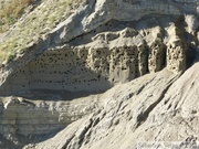 HLM pour hirondelles... Yukon River, Yukon, Canada