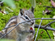 Tamias minimus, Least chipmunk, Tamia mineur, Yukon River, Yukon, Canada