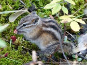 Tamias minimus, Least chipmunk, Tamia mineur, Yukon River, Yukon, Canada