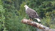 Haliaeetus leucocephalus, Bald eagle, Pygargue à tête blanche, Yukon River, Yukon, Canada