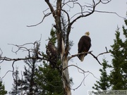 Haliaeetus leucocephalus, Bald eagle, Pygargue à tête blanche, jeune et adulte (+ de 3 ans) Yukon River, Yukon, Canada