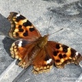 Nymphalis vau album, Vanesse du peuplier, Compton tortoiseshell butterfly, Klondike highway, Yukon, Canada