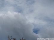 Migration des grues, Grus canadensis, Sandhill Cranes, Dawson City, Yukon, Canada